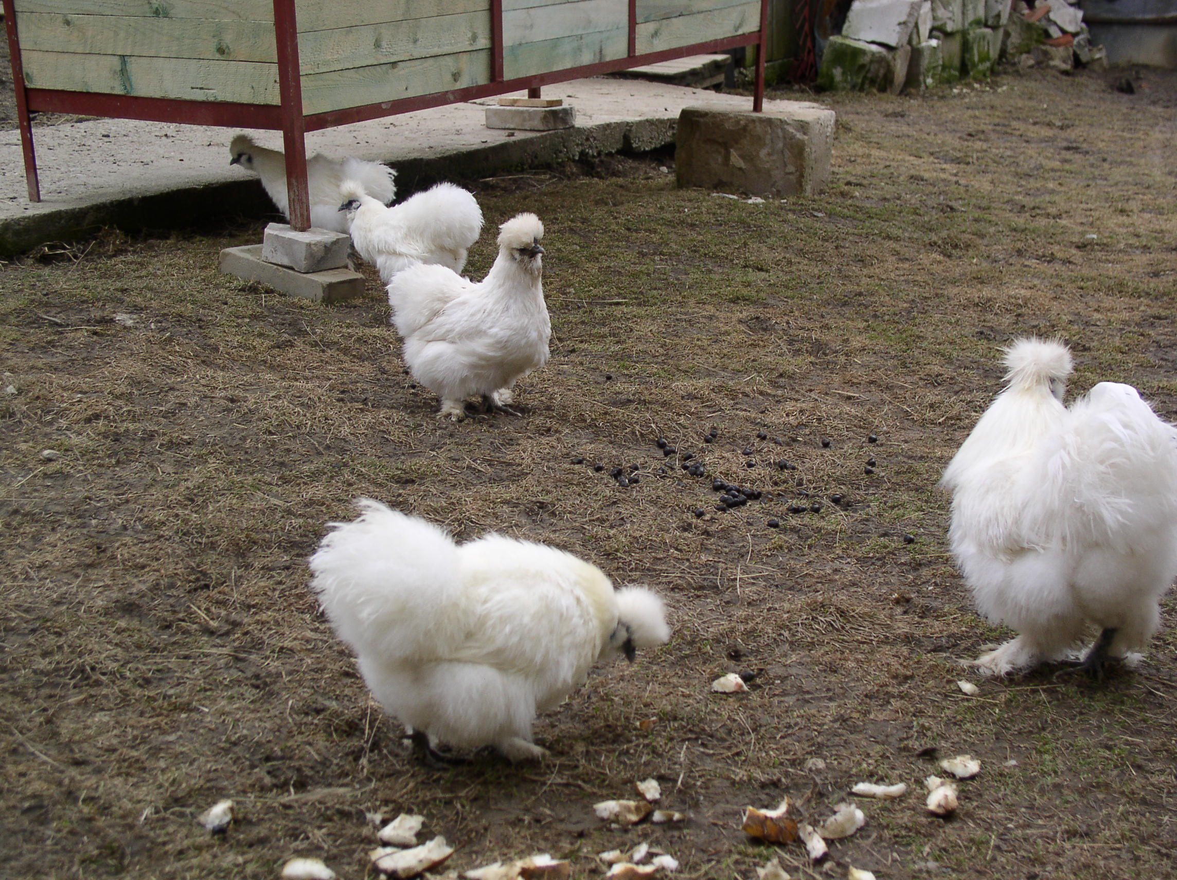 P1010035.JPG