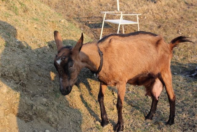 kozlata26